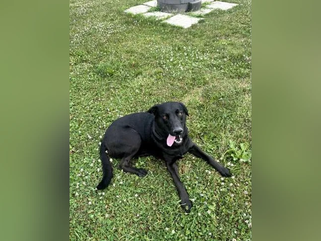 Lab Shepherd mix chien/ dog thumbnail 4