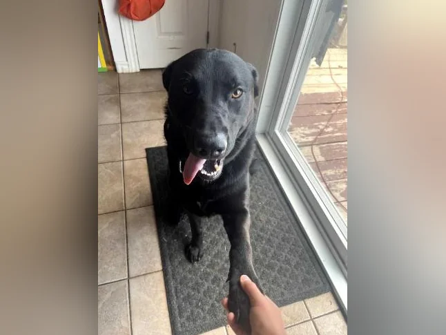 Lab Shepherd mix chien/ dog