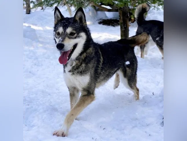 Husky Sibériens Mâle et Femelle CKC thumbnail 4