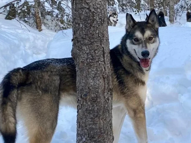Husky Sibériens Mâle et Femelle CKC thumbnail 2