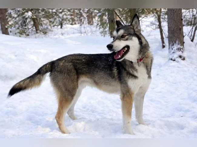 Husky Sibériens Mâle et Femelle CKC