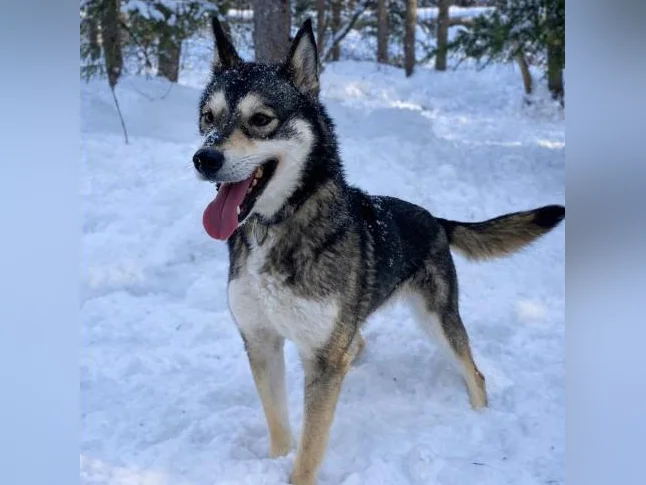 Husky Sibériens Mâle et Femelle CKC thumbnail 3