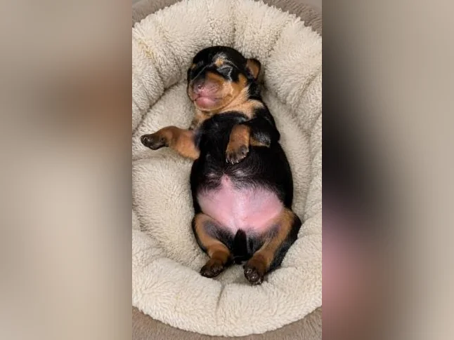 mâles Pinscher nain noir et feu