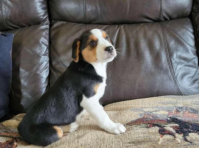 Chiot femelle Berger australien X Jack russell thumbnail 3