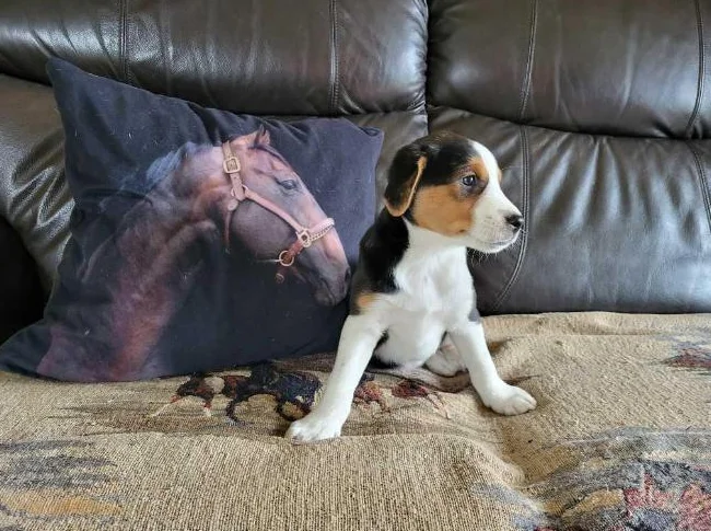 Chiot femelle Berger australien X Jack russell