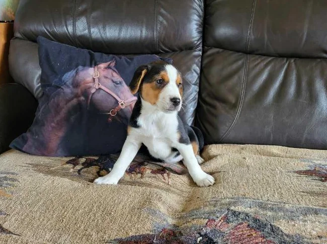 Chiot femelle Berger australien X Jack russell thumbnail 2