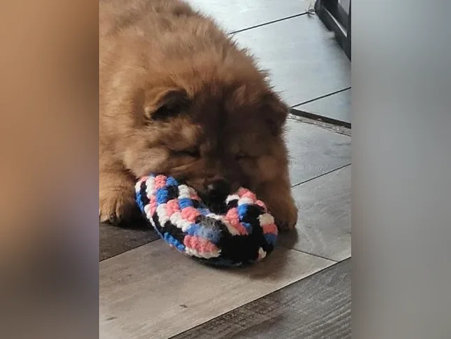 Elevage de chowchow thumbnail 2
