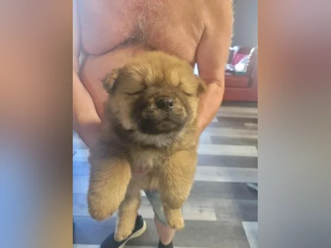 Elevage de chowchow