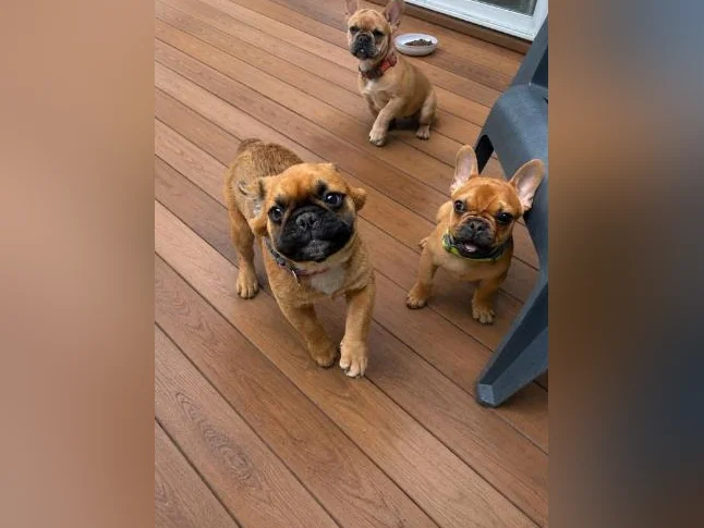 Bouledogues Français – Disponibles thumbnail 2