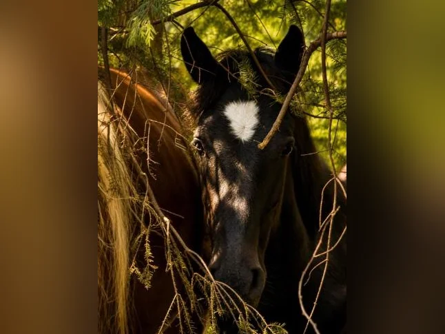 Percheron thumbnail 10