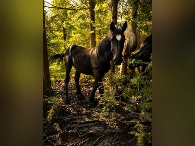 Percheron thumbnail 5