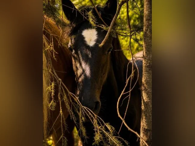Percheron thumbnail 9
