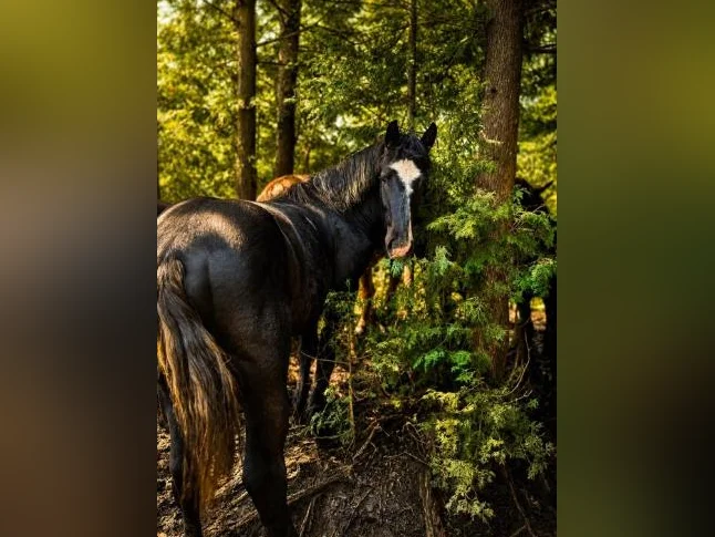 Percheron thumbnail 4