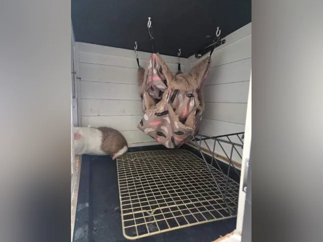 Cochon d'inde avec Cage et accessoires