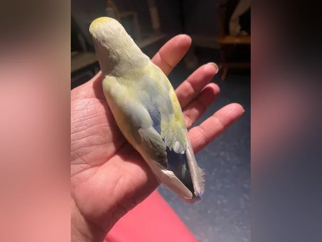 Service de garde pour petits animaux