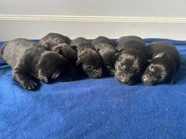 Labrador croisé❤️(vacciné) thumbnail 2