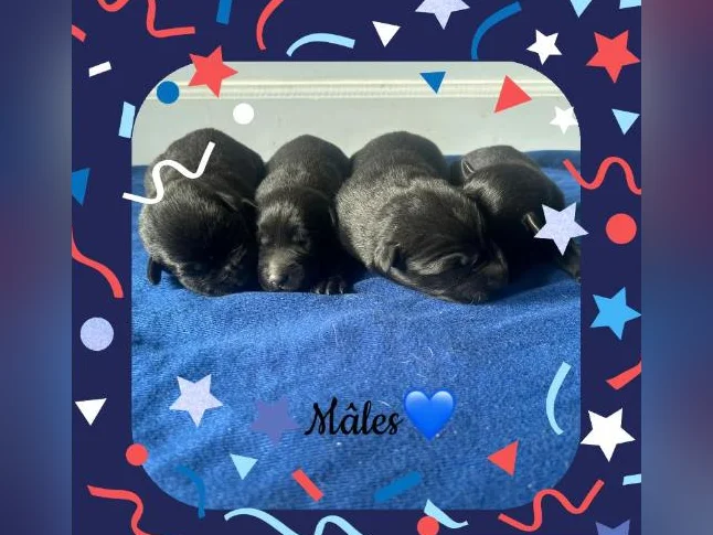 Labrador croisé❤️(vacciné) thumbnail 3