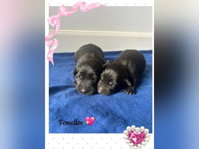 Labrador croisé❤️(vacciné)