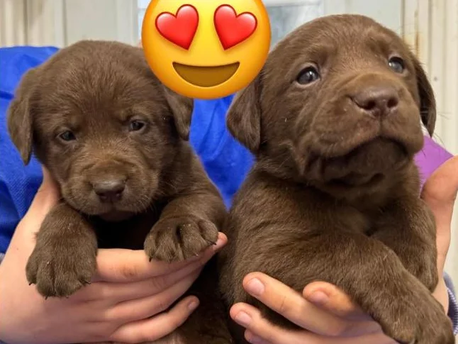Labrador pure race thumbnail 2