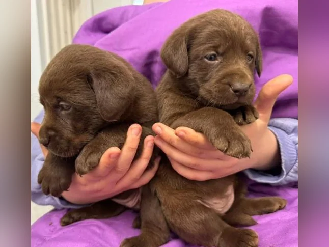 Labrador pure race thumbnail 4