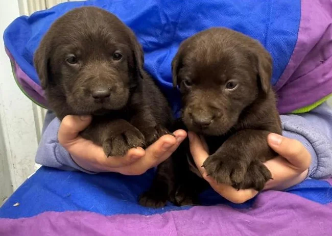 Labrador pure race