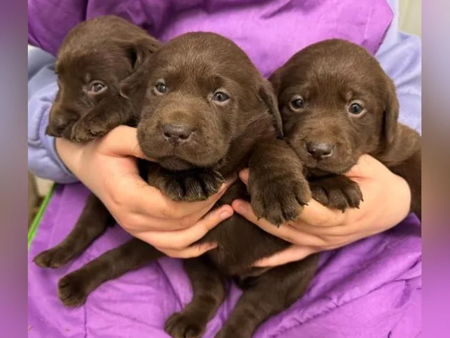 Labrador pure race thumbnail 3
