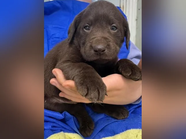 Labrador pure race thumbnail 5