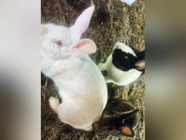 Recherche lapin mâle