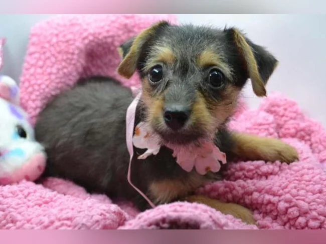 Chiot teckel croisé chihuahua thumbnail 3