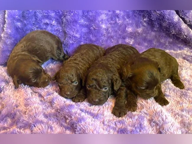 Minis Goldendoodles 15-25 lb thumbnail 9