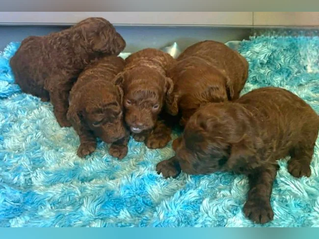 Minis Goldendoodles 15-25 lb thumbnail 10