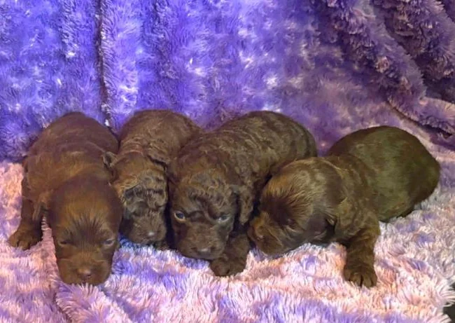 Minis Goldendoodles 15-25 lb thumbnail 8