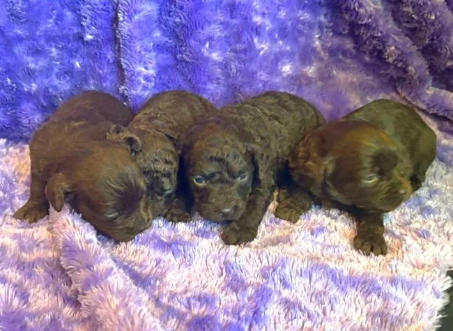 Minis Goldendoodles 15-25 lb thumbnail 4
