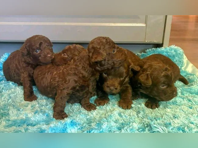 Minis Goldendoodles 15-25 lb thumbnail 3