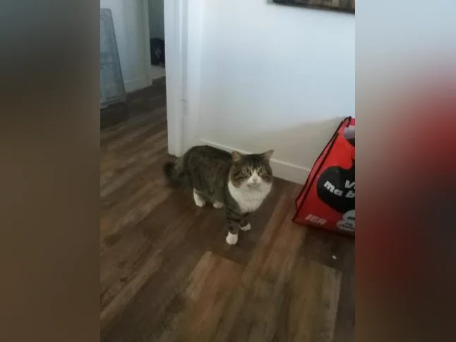 Chat recherche une famille
