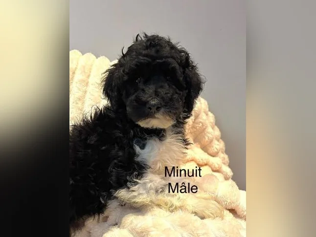 CHIOTS mini CANICHES puppies -MICROPUCÉS thumbnail 8