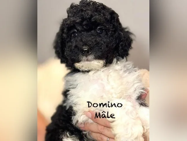 CHIOTS mini CANICHES puppies -MICROPUCÉS thumbnail 7