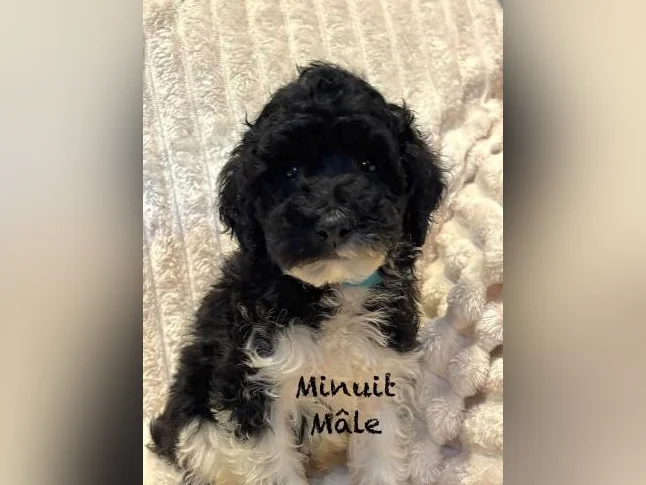 CHIOTS mini CANICHES puppies -MICROPUCÉS thumbnail 9
