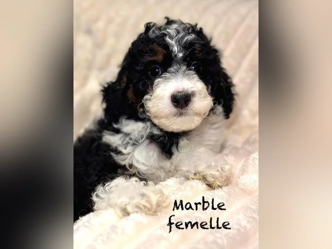 CHIOTS mini CANICHES puppies -MICROPUCÉS thumbnail 5