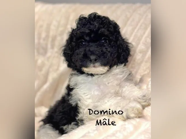 CHIOTS mini CANICHES puppies -MICROPUCÉS thumbnail 4