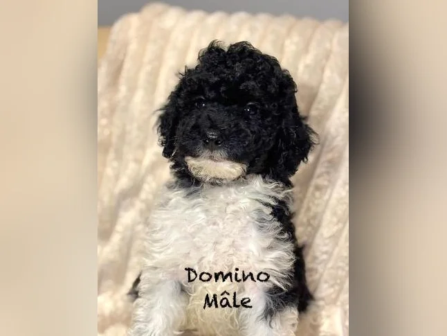 CHIOTS mini CANICHES puppies -MICROPUCÉS thumbnail 3