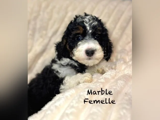 CHIOTS mini CANICHES puppies -MICROPUCÉS thumbnail 6