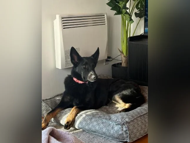 Chien à donner