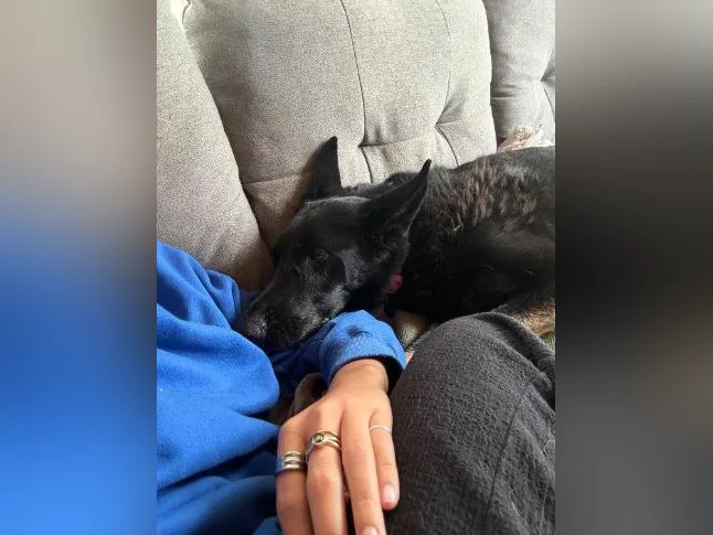 Chien à donner thumbnail 2