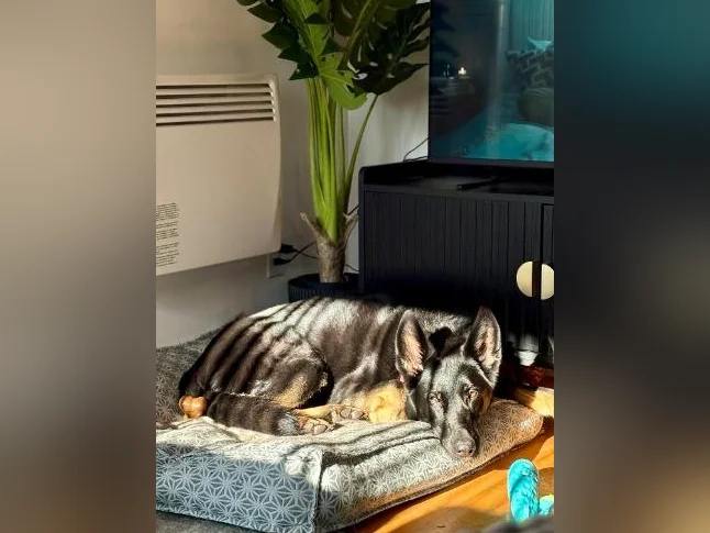 Chien à donner thumbnail 3