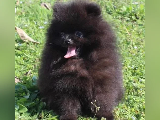 Pomeranien prêt a partir du 8 mars thumbnail 2