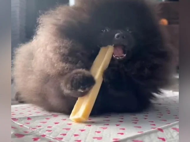 Pomeranien prêt a partir du 8 mars thumbnail 3