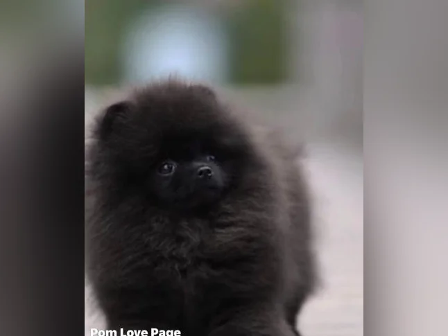 Pomeranien prêt a partir du 8 mars