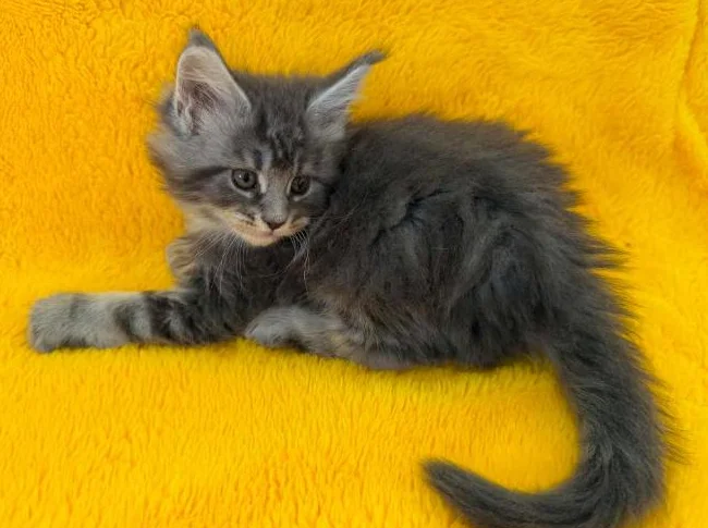 Maine coon thumbnail 2