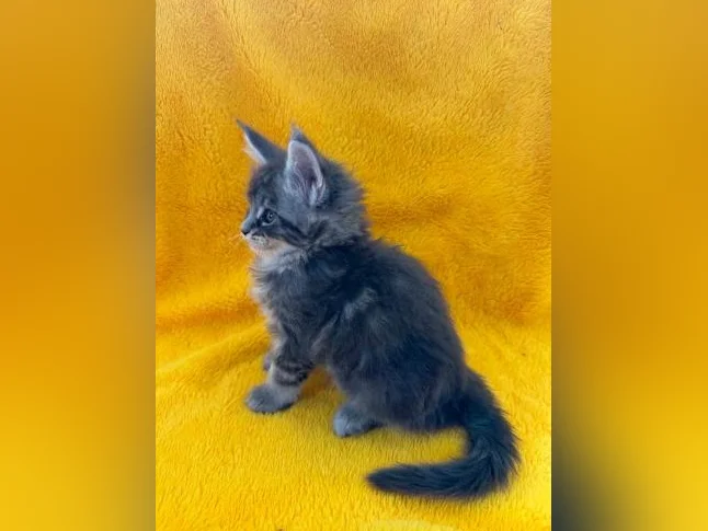 Maine coon thumbnail 4